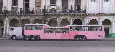 Kamelbus !